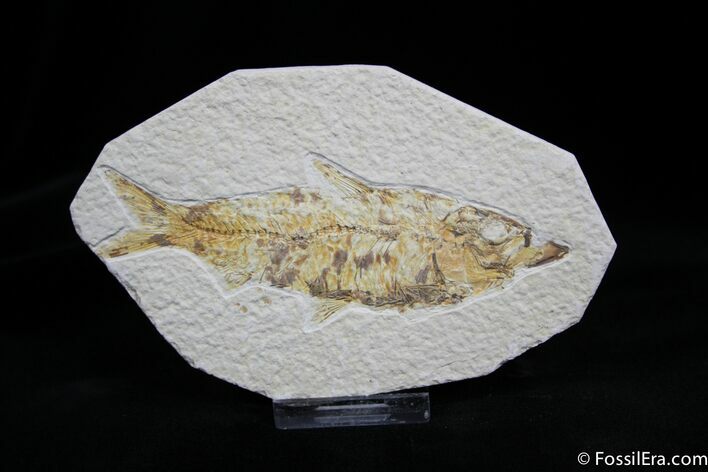 / Inch Knightia Fossil Fish From Wyoming #822